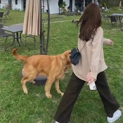 全知读者视角
